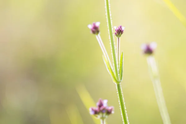 紫色顶花 马鞭草银汉 禾本科植物 — 图库照片