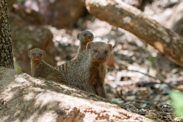 Banded Mongoose family Banded Mongoose family sitting on a rock alert looking at the camera