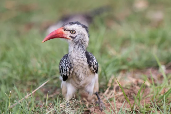 Young Red Billed Hornbill Vista Frontal Sentado Hierba Mirando Cámara — Foto de Stock