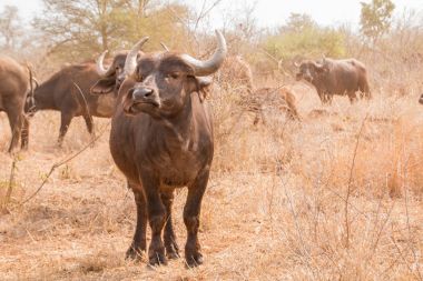 Uyarı onun baş kaldırdı ve onun sürü içinde belgili tanımlık geçmiş ile aramaya kamera karşı karşıya Afrika Buffalo ayakta