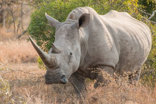 White Rhinoceros Standing Grass Facing Camera Full Length — Stock Photo, Image