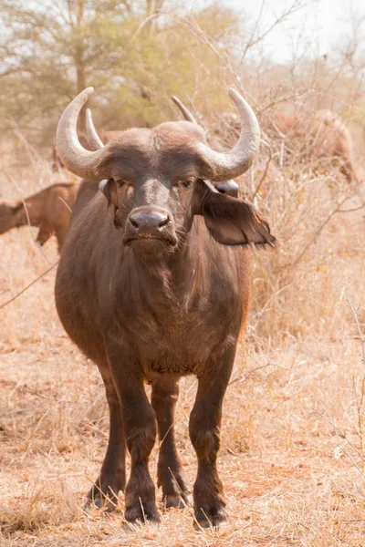 つの動物のカメラ完全な長さの肖像画に直面しているアフリカ水牛の立っています — ストック写真