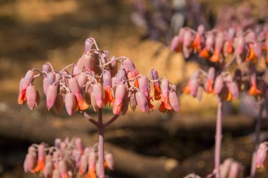 Domuz kulakları (Cotyledon Orbiculata) turuncu etli bitki Güney Afrika asılı çiçekli