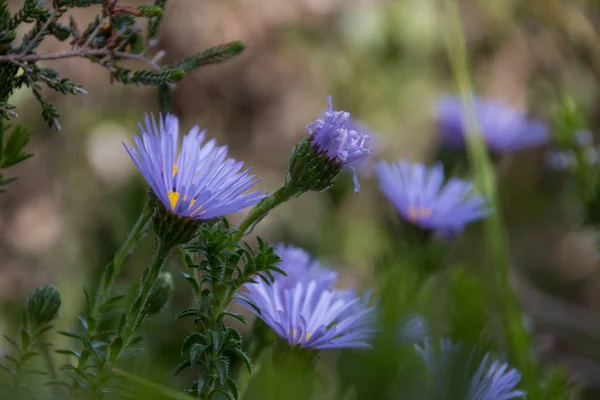 南非的费莉西亚 希伊纳塔野花生长在地面上 是一种蓝色 紫色的小花 — 图库照片