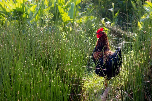 One Black Brown Rooster Adult Animal Standing Some Grass Farm — Stock Photo, Image