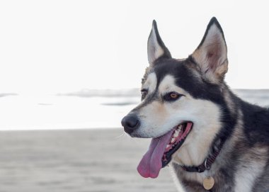 Husky yüzünü plaj portre eğleniyor