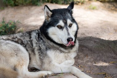 Sibirya Husky köpek portre sevimli yüz ifadesi Dudak yalama ile