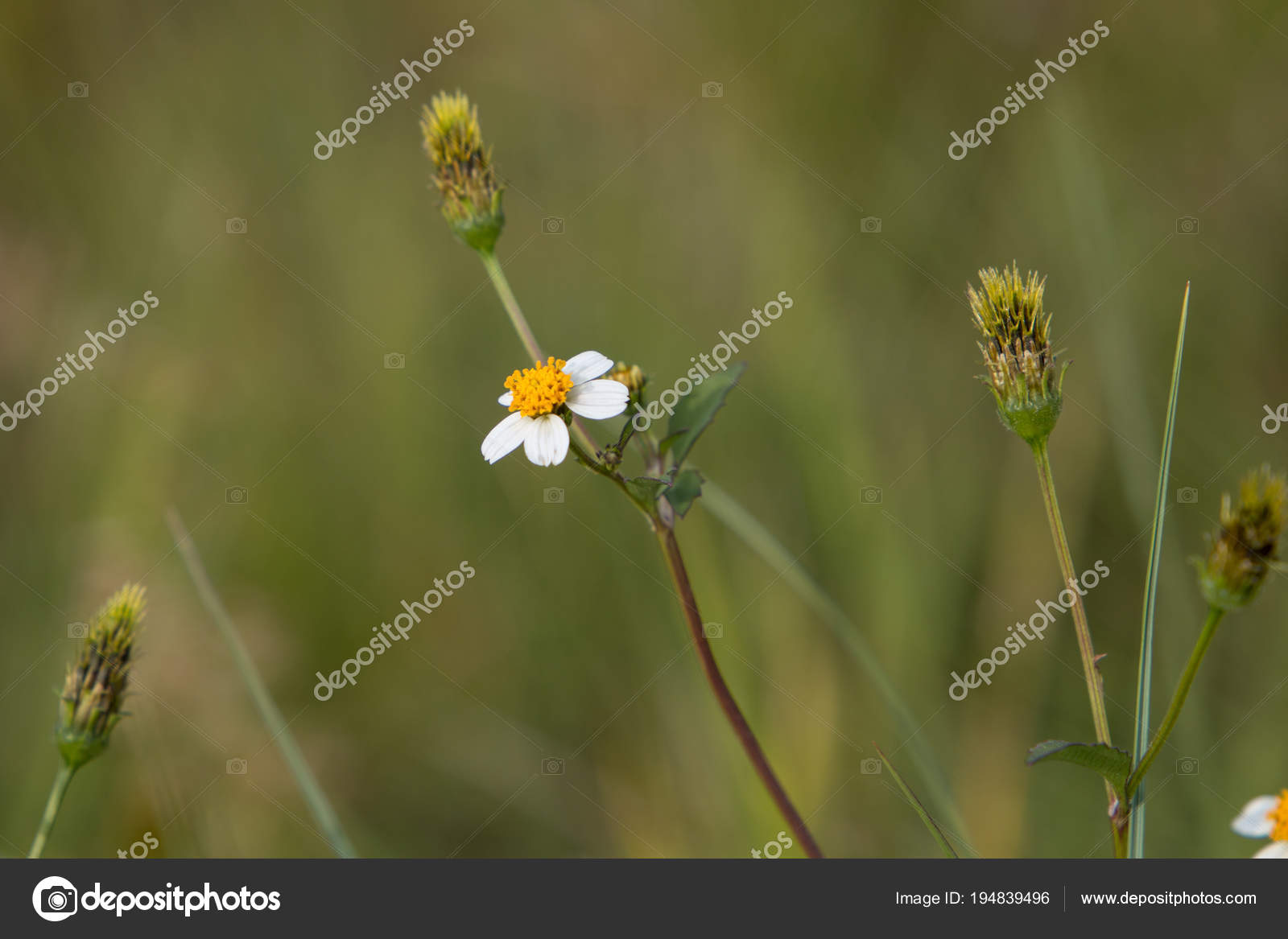 Bidens Pilosa Small White Wild Flower Weed Plant Close Green Stock Photo C Madeleinwolf 194839496