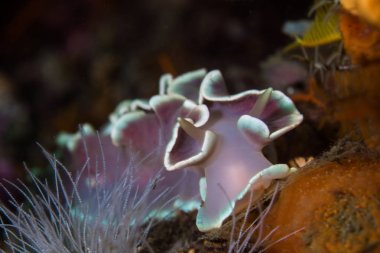 Deniz salyangoz kayalıkta fırfırlı Nudibranch (Leminda millecra) closeup kapatın ön görünüm