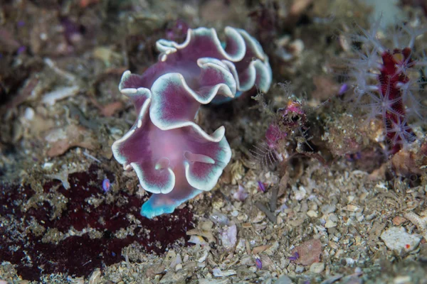 암초에 달팽이의 주름된 Nudibranch Leminda Millecra — 스톡 사진