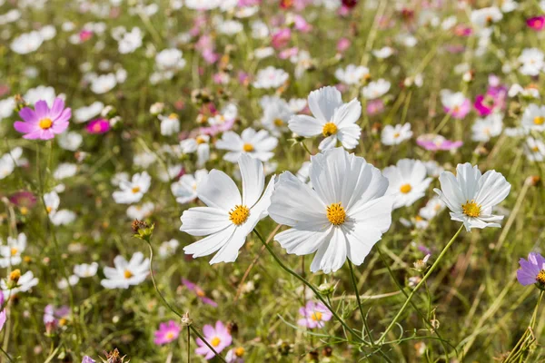 Field Wild Cosmos Flowers Mixed Colors Pink Purple White Stock Photo Image By Madeleinwolf 195015824