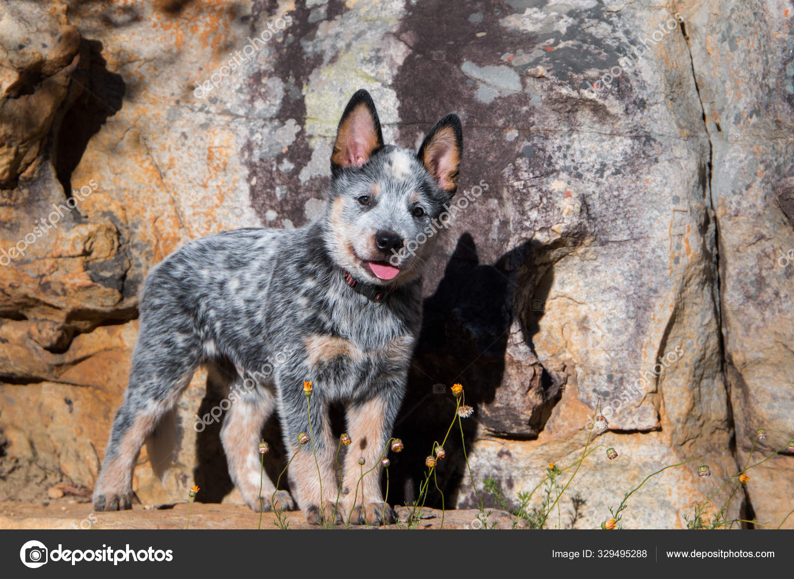 muzzle for blue heeler