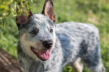Avustralya Sığır Köpeği ya da Mavi Heeler köpeği kameranın karşısında dikiliyor..