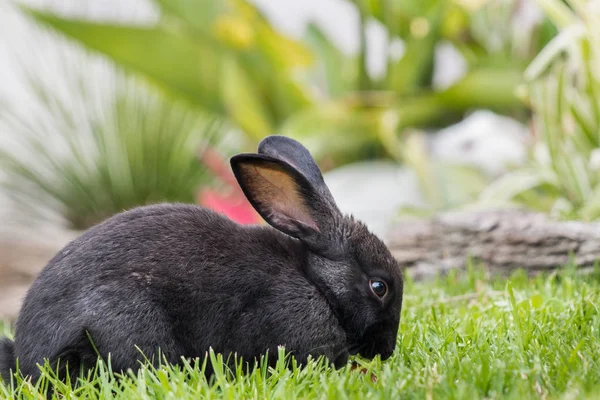 Conejo Mascota Negro Jugando Aire Libre Jardín Perfil Hierba Verde — Foto de Stock