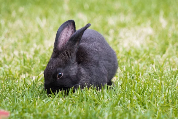 Чорний Домашній Кролик Їсть Відкритому Повітрі Саду Зеленій Траві Зверненій — стокове фото