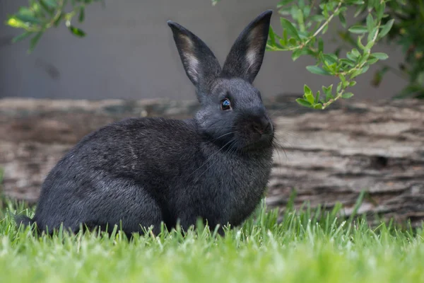 Conejo Mascota Negro Jugando Aire Libre Jardín Perfil Lateral Hierba — Foto de Stock