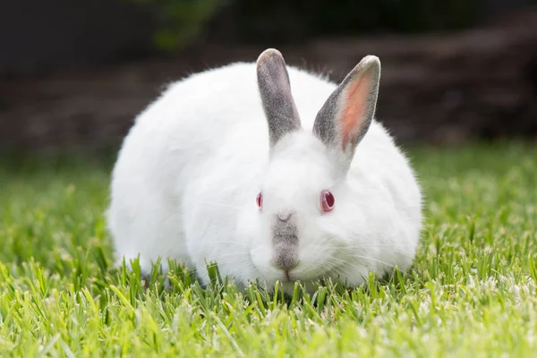 White pet rabbit with grey ears and nose grazing outdoors looking at the camera.