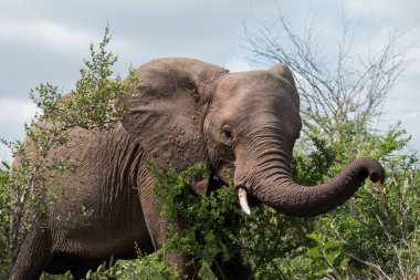 Çalının içinde dikilen Afrika fili. Yaklaş..