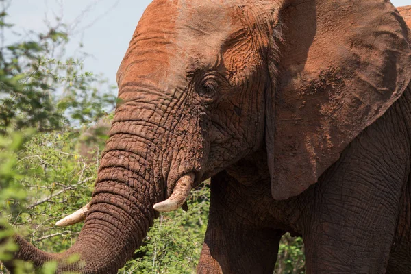 Forrajeando Elefante Africano Pie Arbusto Cerca —  Fotos de Stock