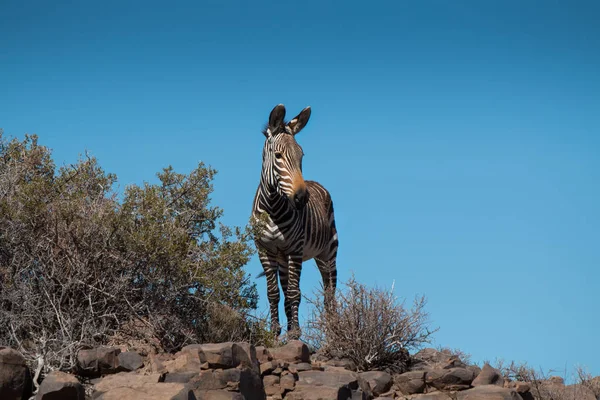 Karoo国立公園の丘の上に立っている山のゼブラは カメラを見て不思議なことに — ストック写真