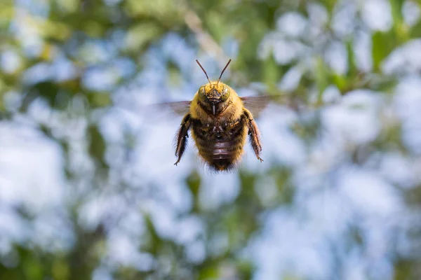 Bumblebee Flying Garden Close Facing Camera — Stock Photo, Image