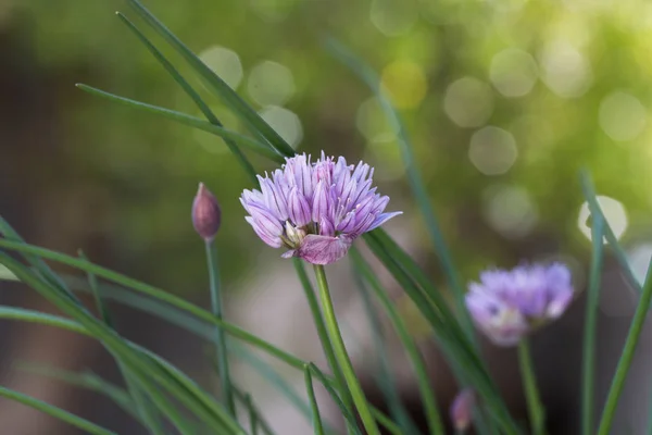 Cebolinha Allium Schoenoprasum Planta Flor Perto — Fotografia de Stock
