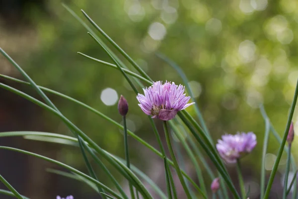 Bieslook Allium Schoenoprasum Plant Bloei Close — Stockfoto