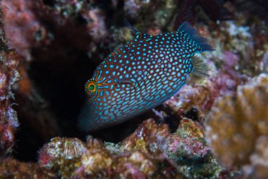 Bal peteği tobi balığı (Canthigaster janthinoptera) saklandığı yere doğru yüzüyor.