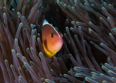 Nosestripe anemonbalığı ya da Kokarca palyaço balığı (Amphiprion akallopisos) şakayığın yanına saklanır..