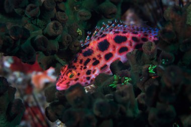 Benekli şahin balığı (sirhitichthys oxycephalus) resifteki koyu benekli parlak renkli balığın yan görüntüsü.