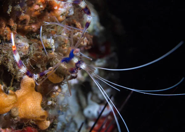 Banded cleaner shrimp or Boxer cleaner shrimp (Stenopus hispidus) underwater facing the camera.