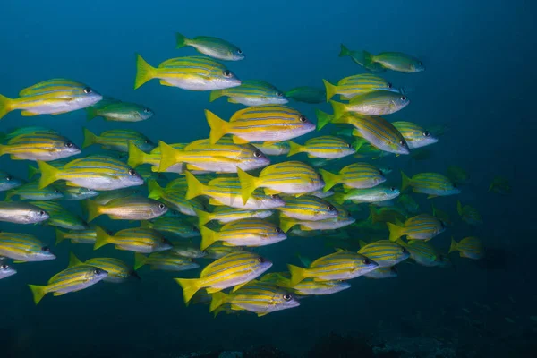 Bluebanded Snapper Bluelined Snapper Lutjanus Kasmira School Yellow Fish — Stock Photo, Image