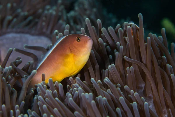 Nosestripe Anemonefish Skunk Clownfish Amphiprion Akallopisos Hiding Anemone Close Side — Stock Photo, Image