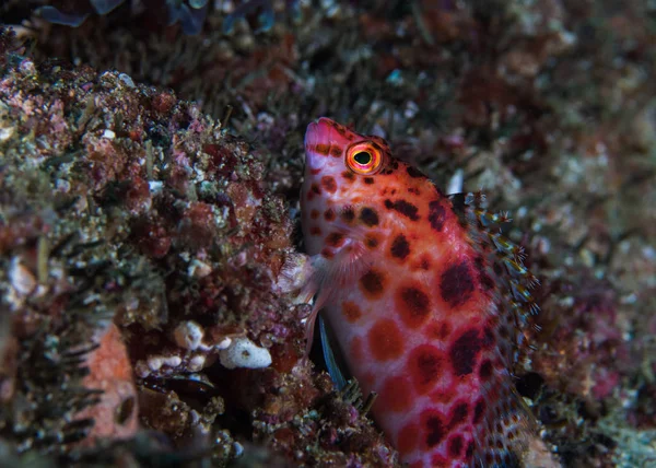 Spotted Hawkfish Cirrhitichthys Oxycephalus Side View Brightly Colored Fish Dark — Stock Photo, Image