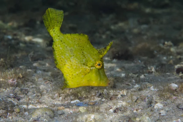 Strapweed Filefish Pseudomonacanthus Macrurus Juvenile Side View Bright Green Little — 스톡 사진