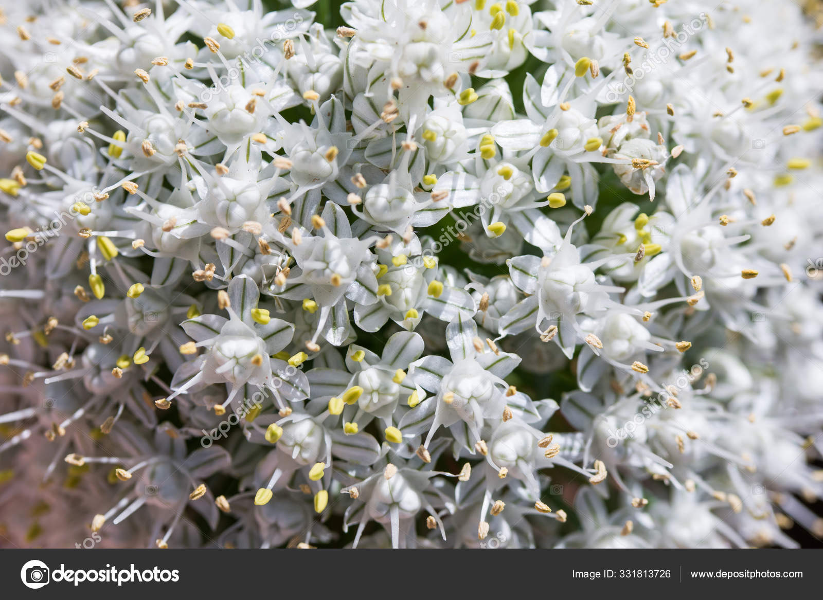 Flor Planta Cebola Marrom Close Das Flores Brancas Stock Photo C Madeleinwolf 331813726