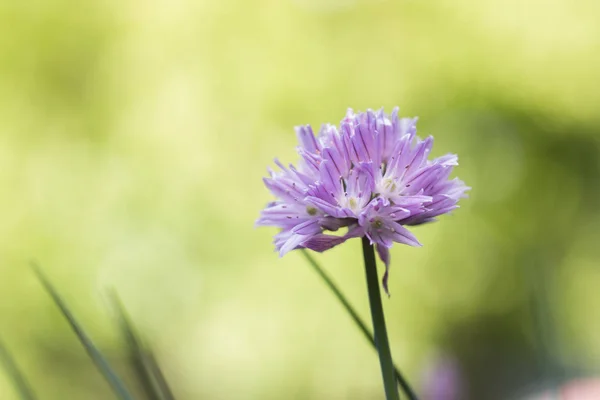 纤细的植物花朵紧贴在浅紫色的小花上 — 图库照片