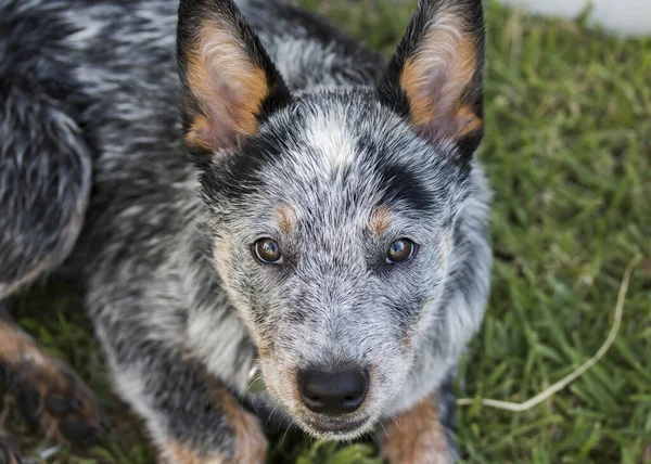 Australian Cattle Dog Eller Blue Heeler Puppy Utomhus Närbild Ansiktet — Stockfoto