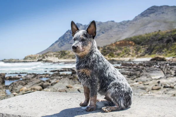 Australischer Rinderhund Oder Blauer Fersenwelpe Freien Meer Ganzkörperporträt Mit Blick — Stockfoto