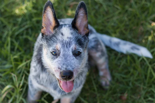 Australian Cattle Dog Eller Blue Heeler Puppy Utomhus Närbild Ansiktet — Stockfoto