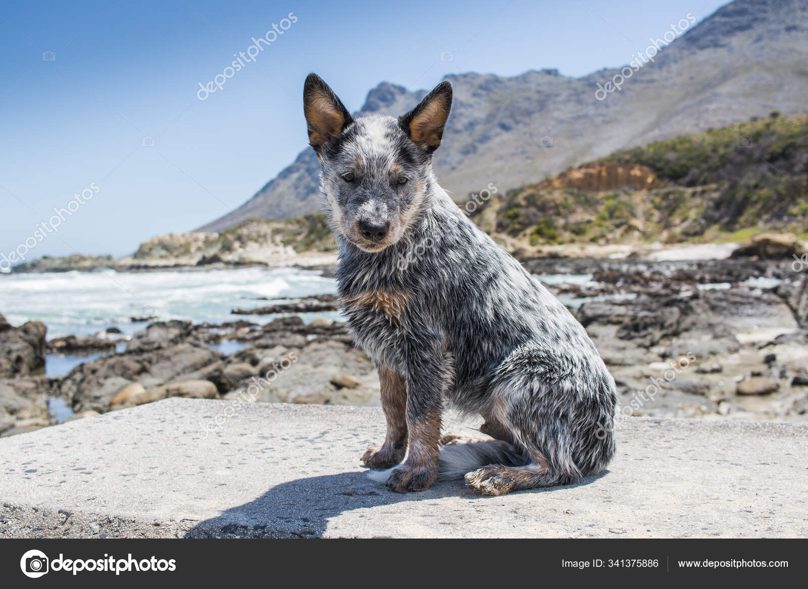 blue heeler puppy white