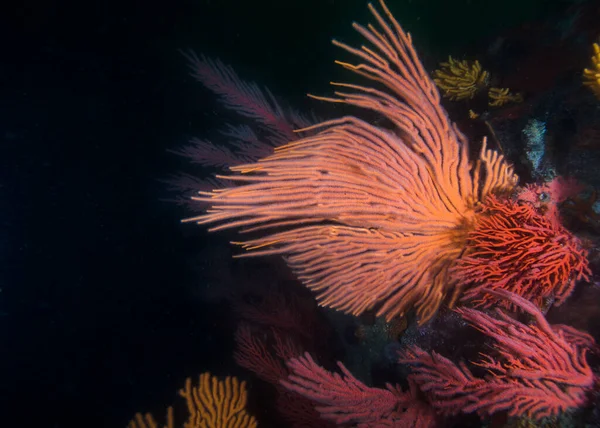 ヤシの海のファン Leptogorgia Palma の白い餌の棒が延長され 異なる種に囲まれている — ストック写真