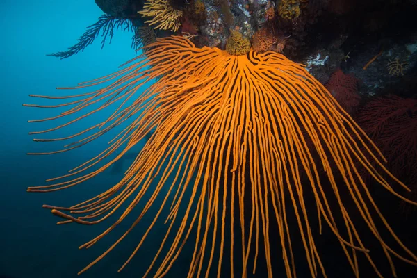 Close up of a orange Flagellar sea fan or Whip fan (Eunicella albicans) filling the frame with it\'s branches hanging down.