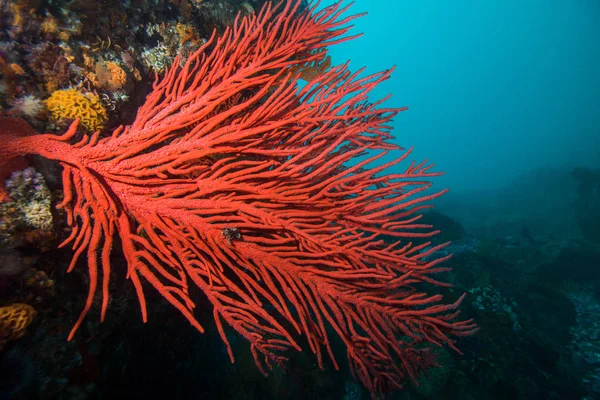 Большой Красный Веер Palmate Sea Leptogoria Palma Растущий Стороны Рифа — стоковое фото