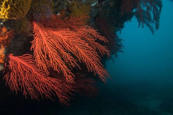 Large red Palmate sea fans (Leptogoria palma) growing out of the side of the reef.