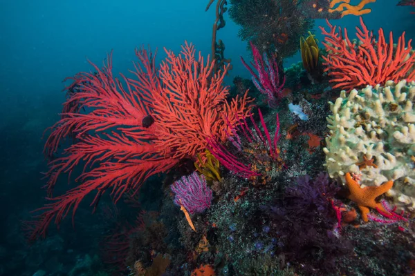 Красный Пальмат Морской Вентилятор Leptogoria Palma Растет Рифе Окружении Различных — стоковое фото