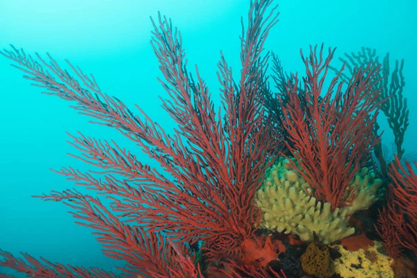 Stora Röda Palmate Havet Fans Leptogoria Palma Täcker Klippa — Stockfoto