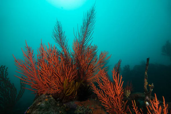 Морские Фанаты Red Palmate Leptogoria Palma Покрывают Скалу Солнечным Светом — стоковое фото