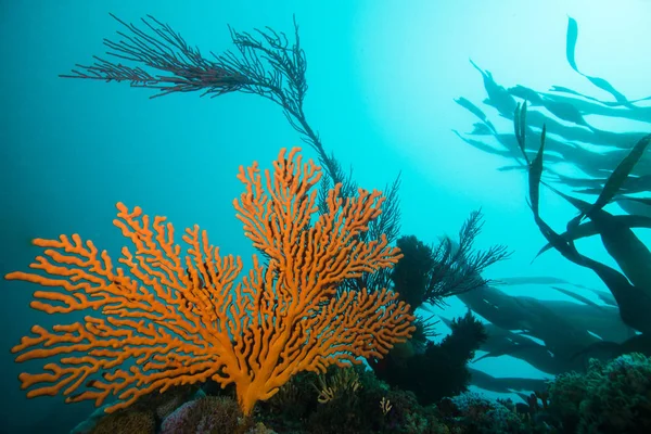 Большой Оранжевый Морской Вентилятор Eunicella Tricoronata Растет Рифе Бирюзовой Водой — стоковое фото