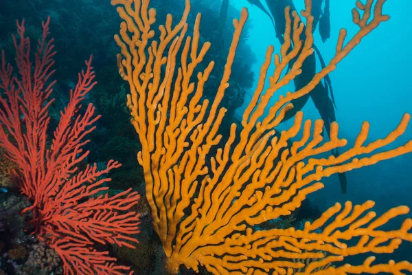 Закрыть Крышку Морского Вентилятора Eunicella Tricoronata Большого Оранжевого Морского Вентилятора — стоковое фото